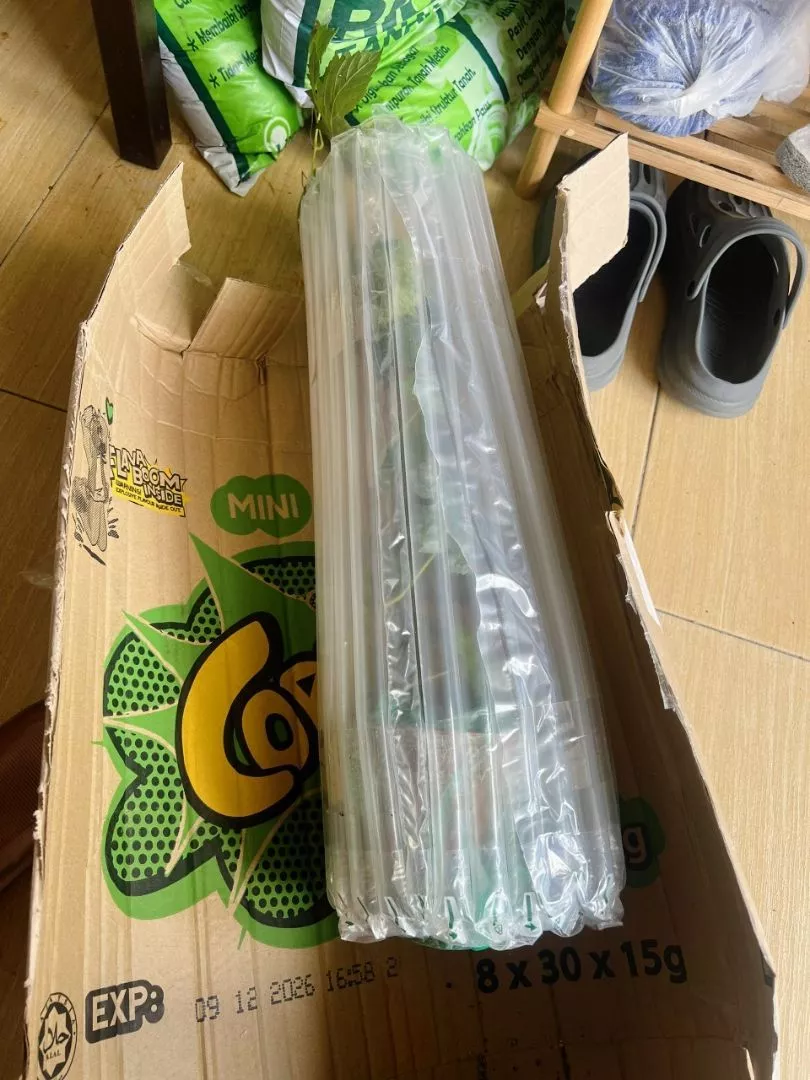 Ulasan Anggur Hijau 2