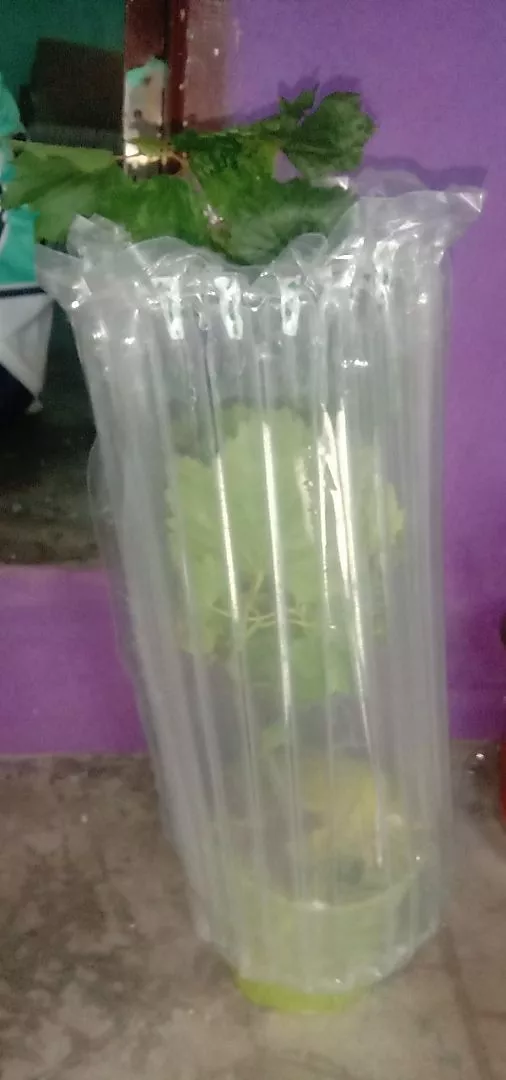 Ulasan Anggur Hijau 5