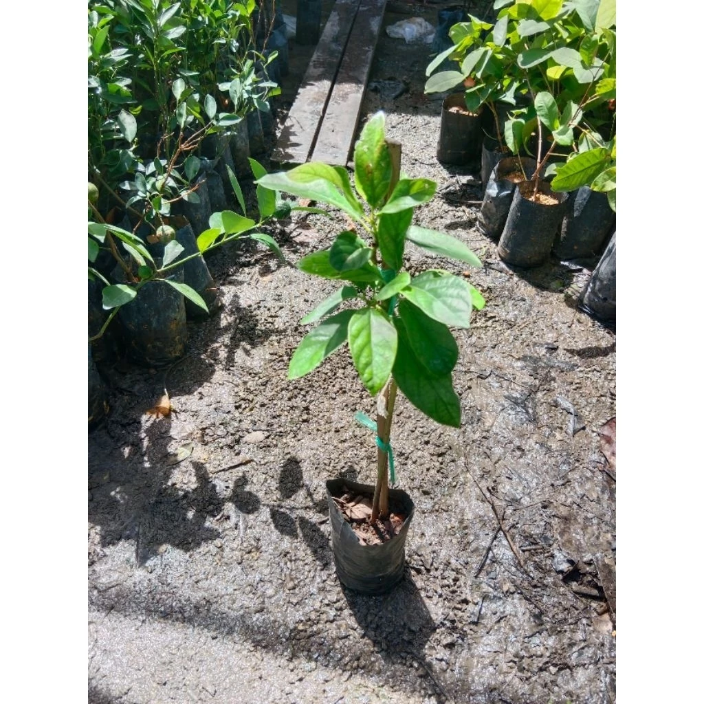Avocado