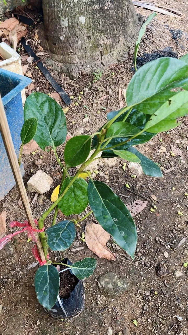 Ulasan Avocado 8