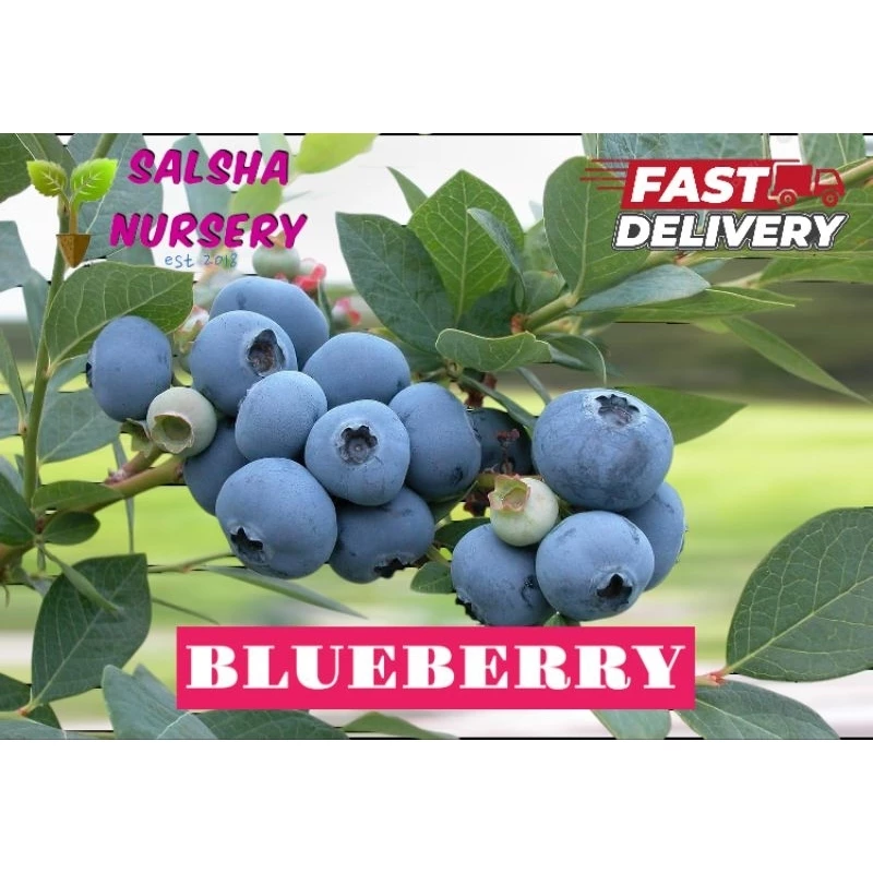 Anak Pokok Blueberry