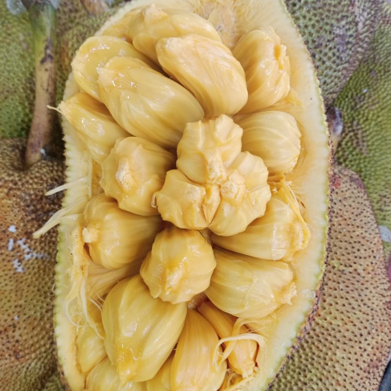 Cempedak Nangka