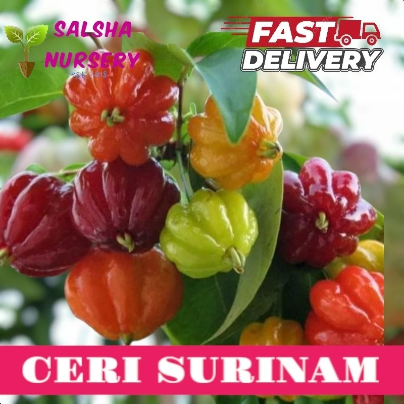 Anak Pokok Ceri Surinam @ Cermai Mekkah
