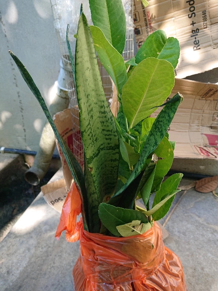 Ulasan Ceri Surinam 1