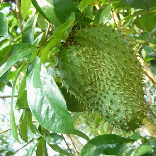 Durian Belanda