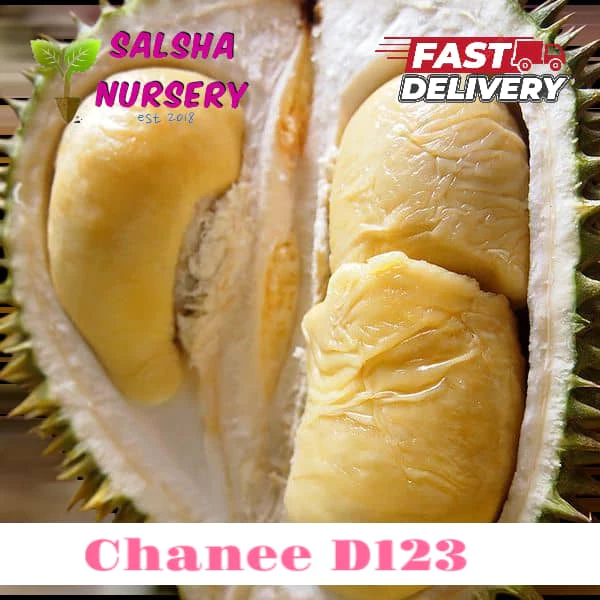 Anak Pokok Durian Chanee