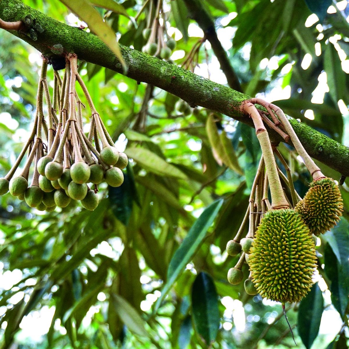 Durian Chanee