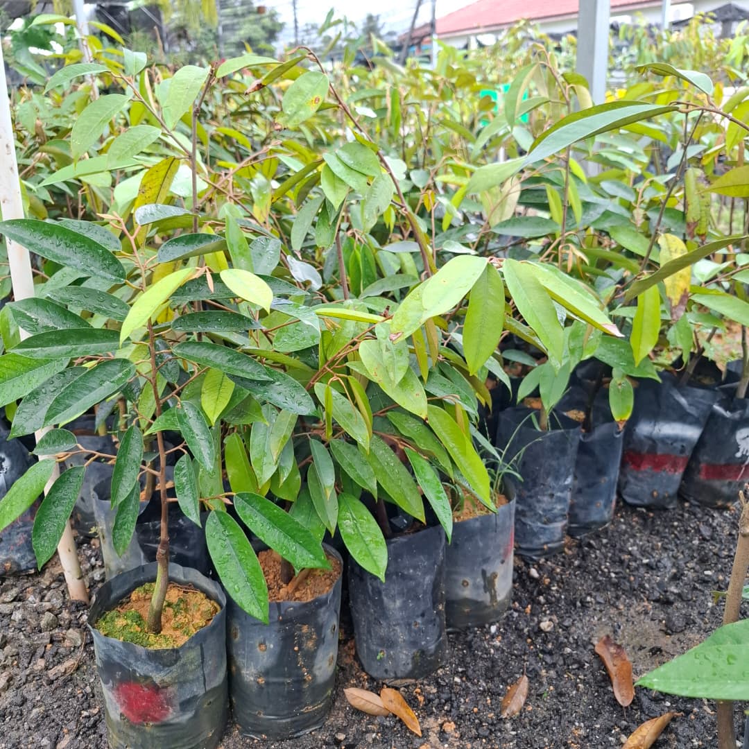 Durian Udang Merah D175