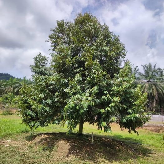 Durian D197 Musang King