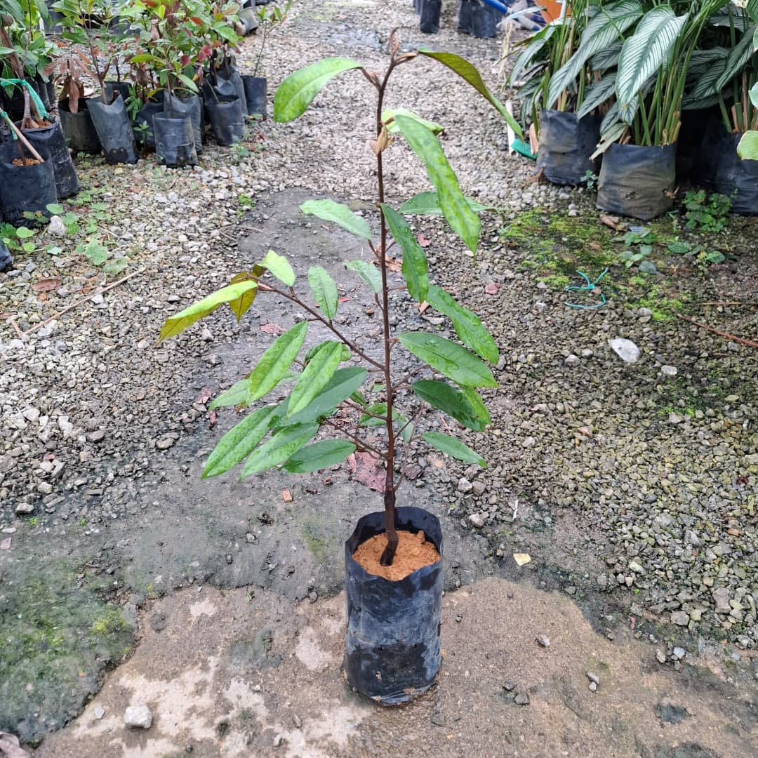 Durian D197 Musang King