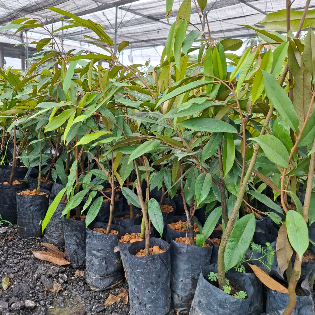 Durian D197 Musang King