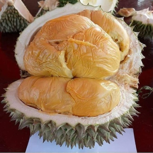 Durian Duri Hitam