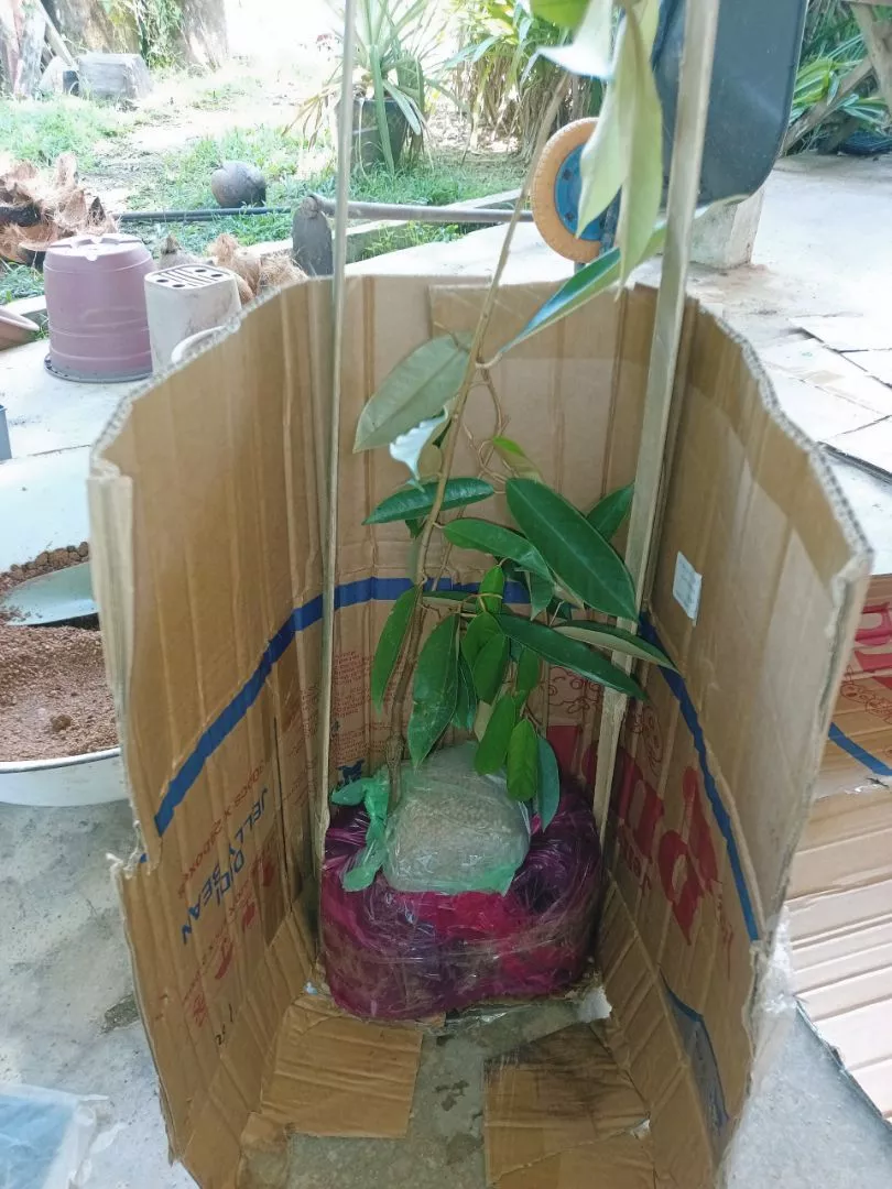 Review Pokok Durian D24 1