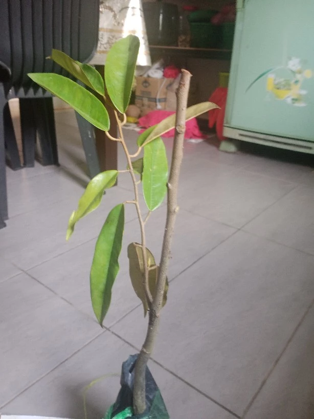 Review Pokok Durian D24 12