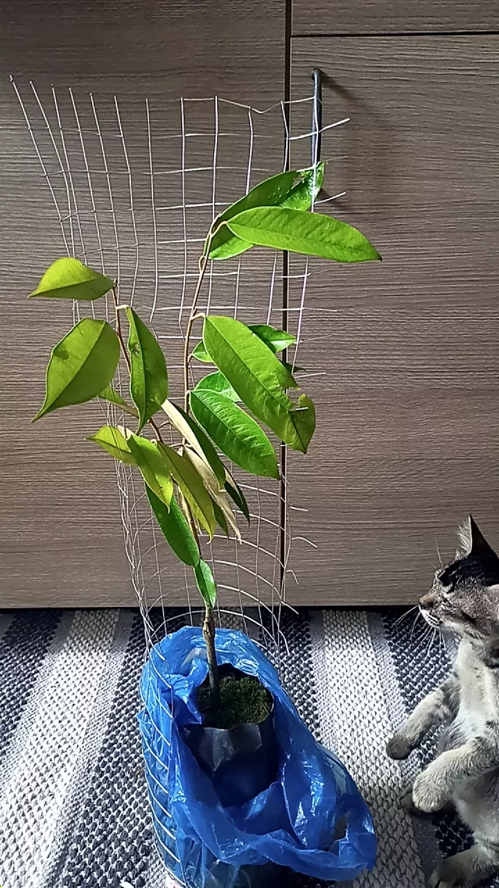 Review Pokok Durian D24 5