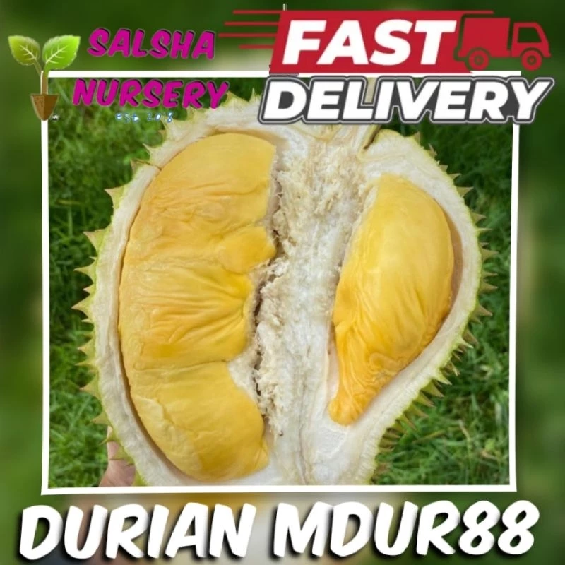 Anak Pokok Durian Mdur88