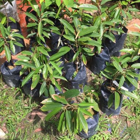 Durian Mdur88