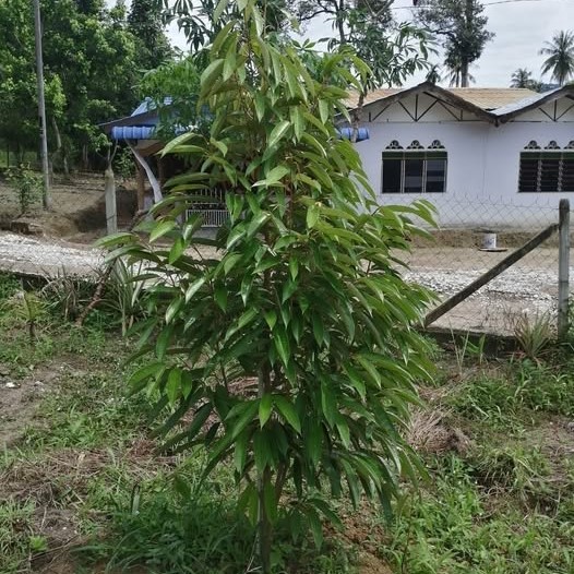 Durian Mdur88