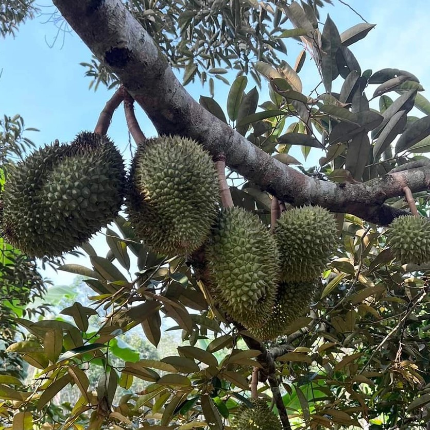 Durian Mdur88
