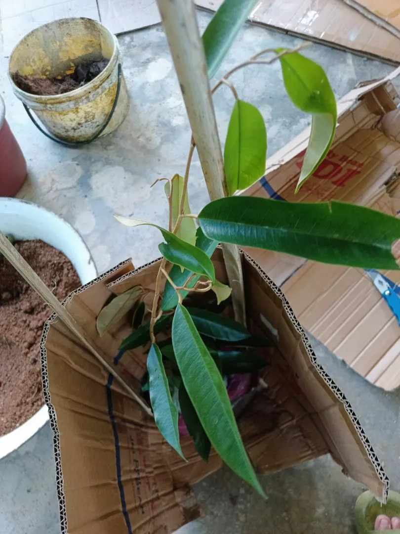 Review Pokok Durian Mdur88 7