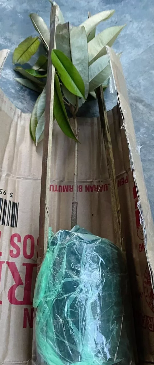 Review Pokok Durian Mdur88 9