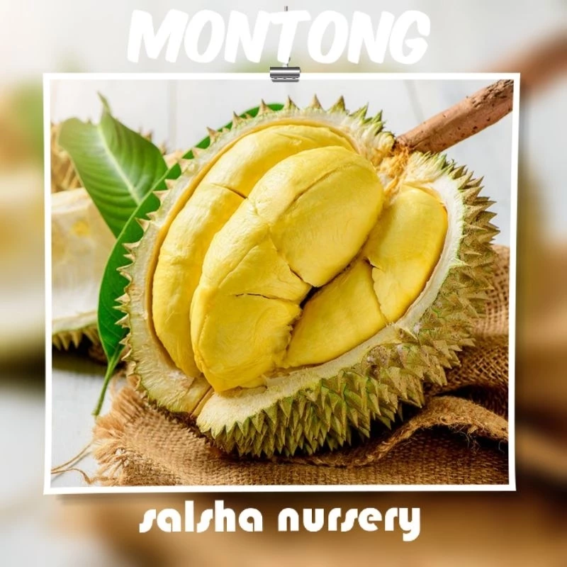 Durian Montong