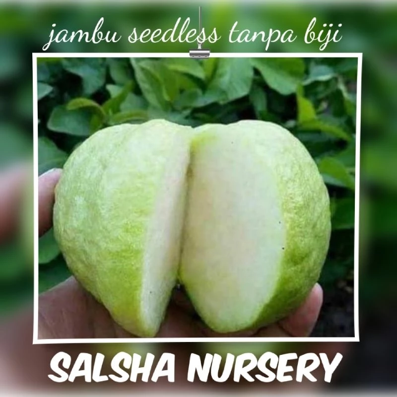 Jambu Batu Seedless