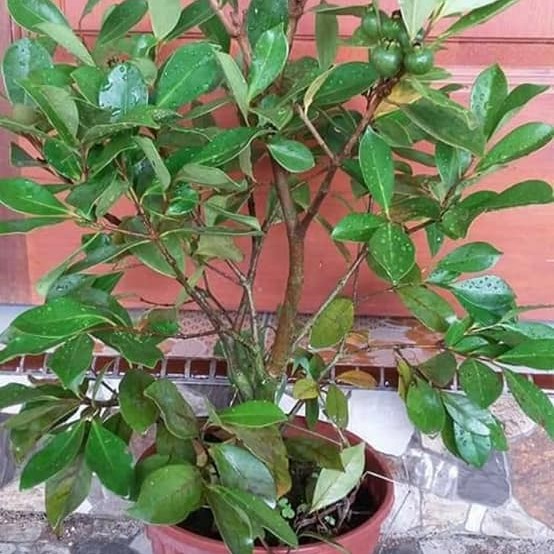 Jambu Strawberry