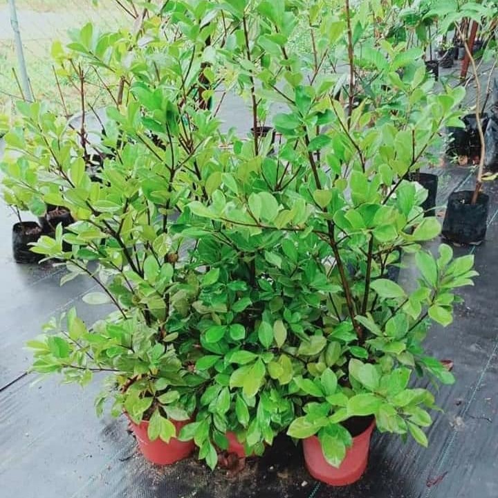 Jambu Strawberry