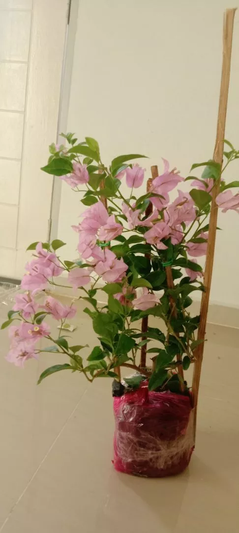 Review Pokok Jambu Strawberry 3
