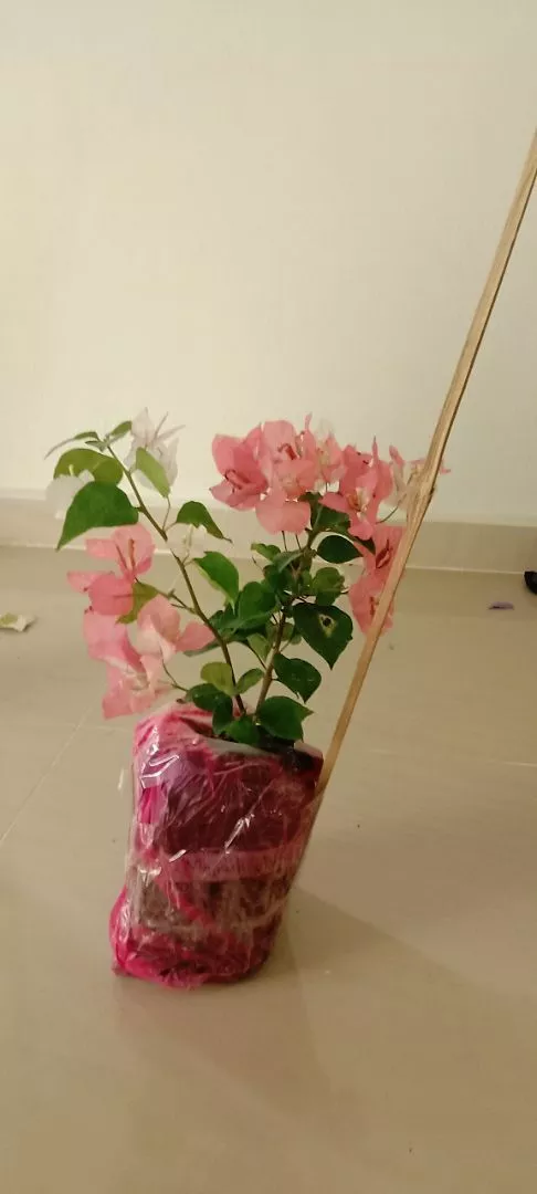 Review Pokok Jambu Strawberry 5