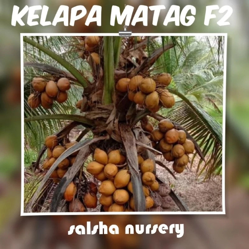 Kelapa Matag F2