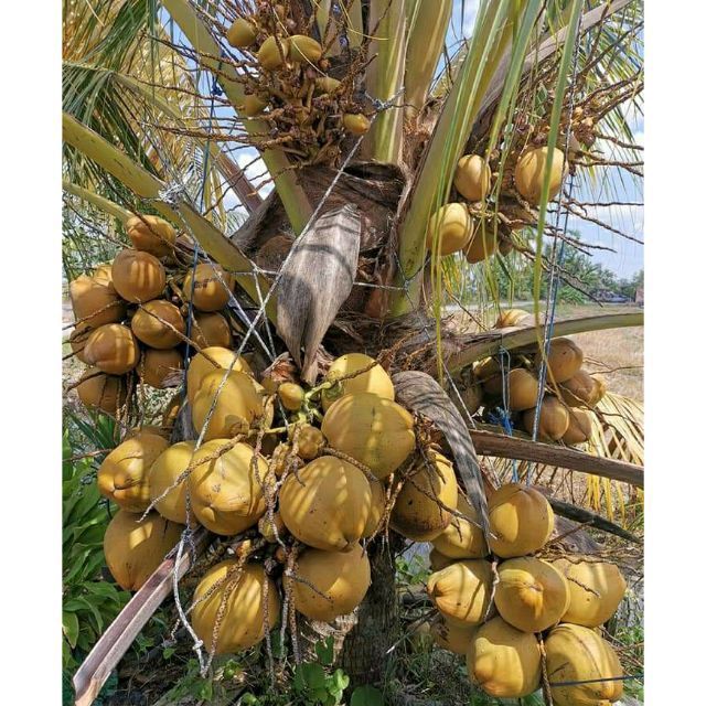 Kelapa Matag F2