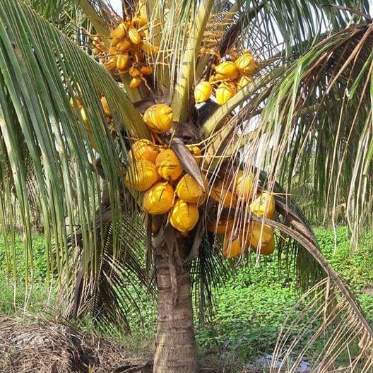 Kelapa Matag F2