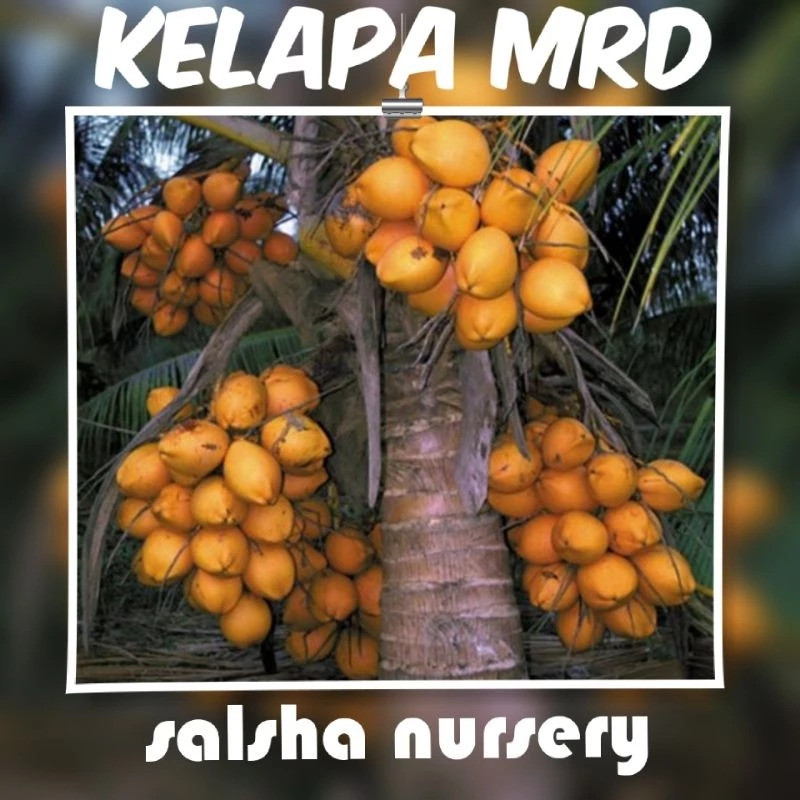Kelapa Malayan Red Dwarf MRD