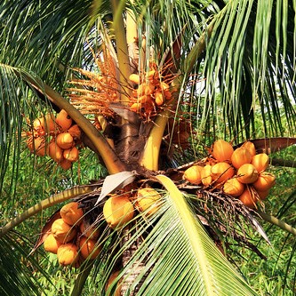 Kelapa Malayan Red Dwarf MRD