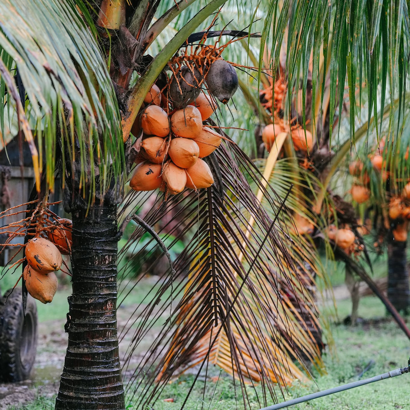 Kelapa Malayan Red Dwarf MRD