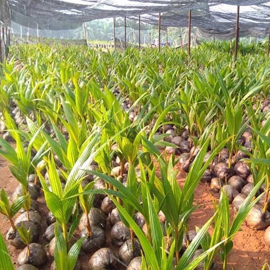 Kelapa Malayan Red Dwarf MRD