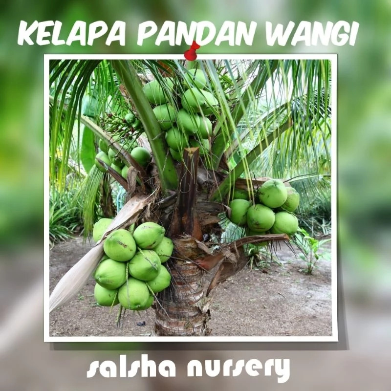 Kelapa Pandan Wangi