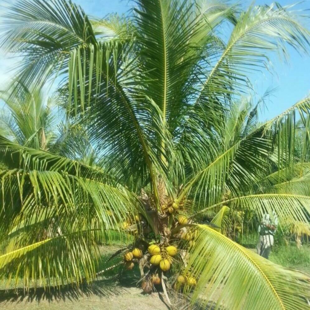 Kelapa SGG
