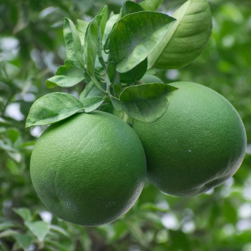 Limau Bali Putih
