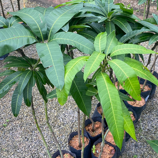 Mangga Gajah Merah
