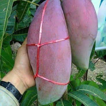 Mangga Gajah Merah