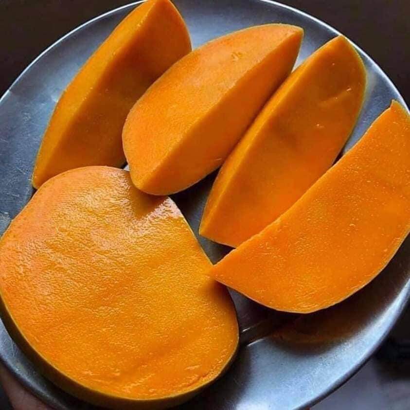 Mangga Gajah Merah