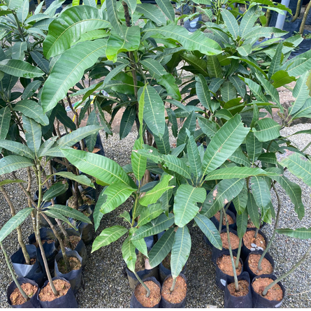 Mangga Kuini
