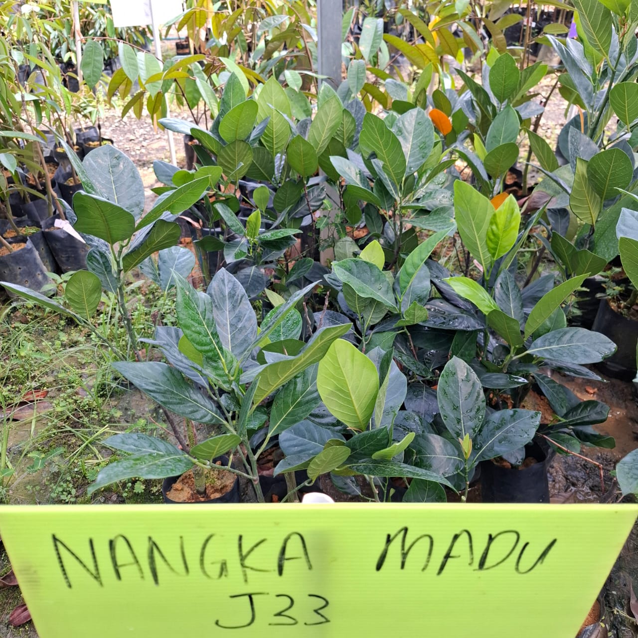 Nangka Madu J33