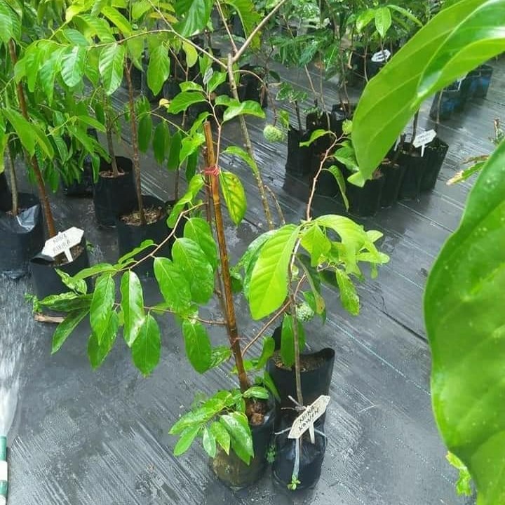 Nona Sri Kaya