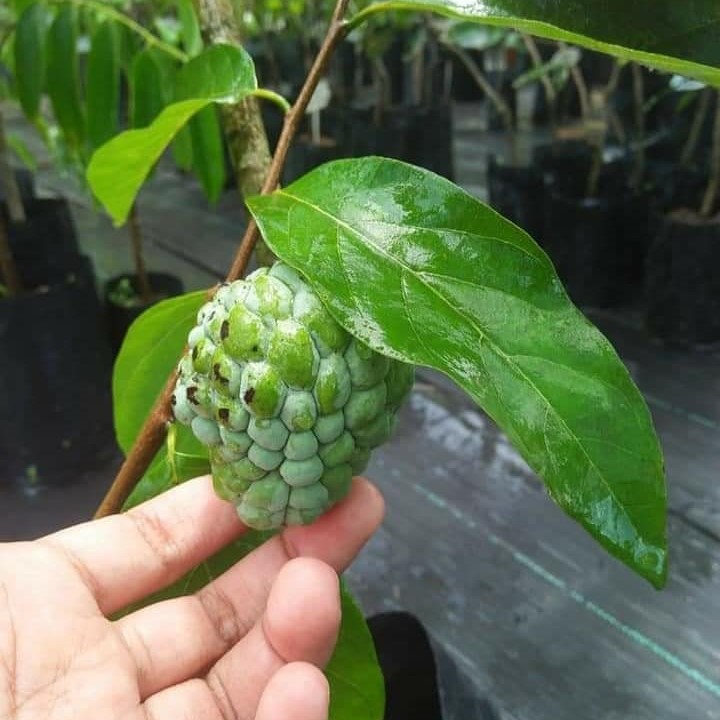Nona Sri Kaya