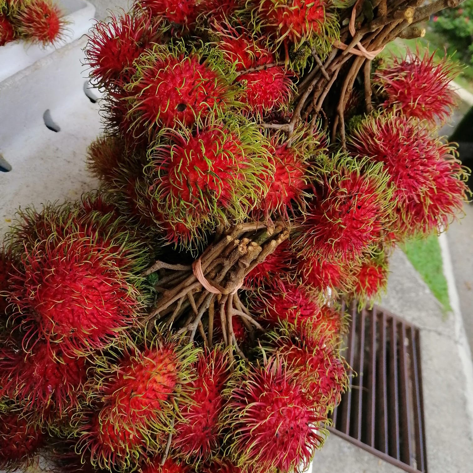 Rambutan Anak Sekolah