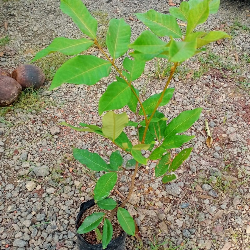 Rambutan Anak Sekolah